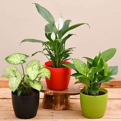 Air Purifying Indoor Combo Plants For Office Desk